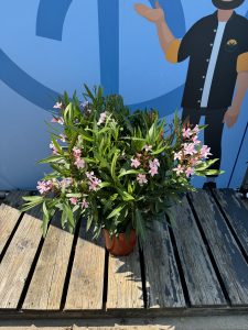 Laurier-rose – Nerium oleander – Couleur rose – Hauteur 80–100 cm – Plante d’extérieur – Persistante en hiver