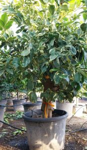 Tiger Lemon Citronnier XL - compact avec pot de 160 cm 25 ans - pour balcon, terrasse et jardin