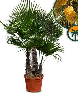 Palmier - Trachycarpus Fortunei à multi troncs - Palmier chinois en éventail - Palmier chanvre - 220-240 CM Pot inclus - Résistant à l'hiver jusqu'à -18