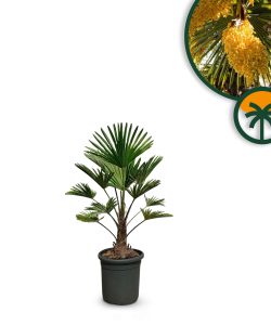 Palmier trachycarpus Wagnerianus - Palmier chinois éventail - 90 cm avec pot - Hauteur du tronc : 10-15 cm - Résistant au froid jusqu'à -18 cm - Pot de 10 litres