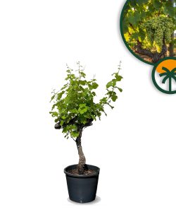 Vitis Vinifera « Media Red Globe » Vigne – 120 cm de haut – Résistante au froid – Pot de 26 litres – Gros raisins rouges de table – Balcon, terrasse et jardin