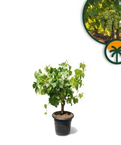 Vitis Vinifera Moscatel de Alejandria, 50 cm, taille du pot C-10 l