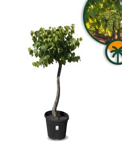 Vitis vinifera « Red Globe » – vigne, 170 cm, pot de 45 L, résistante au froid, pour emplacement ensoleillé, plante premium en pot pour jardin, terrasse et balcon
