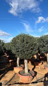 Olivier Olea Europea résistant au froid en forme de boule 200 cm dans un pot déco, olivier vieux de 45 ans, porte des fruits, à feuilles persistantes, rustiques jusqu'à -18 ans