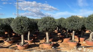 Olivier Olea Europea résistant au froid en forme de boule 200 cm dans un pot déco, olivier vieux de 45 ans, porte des fruits, à feuilles persistantes, rustiques jusqu'à -18 ans