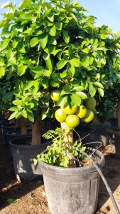 Pamplemousse – 30 ans – Citrus Paradisi – Plante d'agrumes – 180 cm – Agrumes