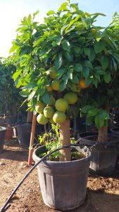 Pamplemousse – 30 ans – Citrus Paradisi – Plante d'agrumes – 180 cm – Agrumes