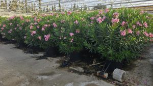 Laurier-rose – Nerium oleander – Couleur rose – Hauteur 140–160 cm – Plante d’extérieur – Persistante en hiver