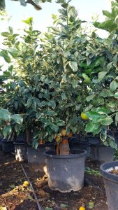 Tiger Lemon Citronnier XL - compact avec pot de 160 cm 25 ans - pour balcon, terrasse et jardin