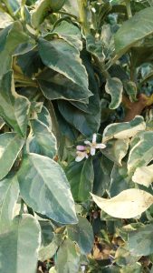 Tiger Lemon Citronnier XL - compact avec pot de 160 cm 25 ans - pour balcon, terrasse et jardin