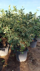 Tiger Lemon Citronnier XL - compact avec pot de 160 cm 25 ans - pour balcon, terrasse et jardin