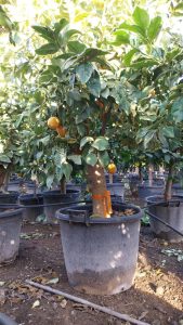 Tiger Lemon Citronnier XL - compact avec pot de 160 cm 25 ans - pour balcon, terrasse et jardin