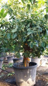 Tiger Lemon Citronnier XL - compact avec pot de 160 cm 25 ans - pour balcon, terrasse et jardin