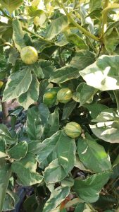 Tiger Lemon Citronnier XL - compact avec pot de 160 cm 25 ans - pour balcon, terrasse et jardin