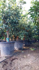 Tiger Lemon Citronnier XL - compact avec pot de 160 cm 25 ans - pour balcon, terrasse et jardin