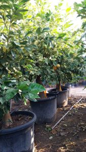 Tiger Lemon Citronnier XL - compact avec pot de 160 cm 25 ans - pour balcon, terrasse et jardin