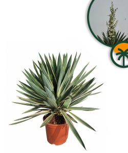 Yucca Gloriosa Variegata Lys de palmier résistant à l'hiver Hauteur 100 cm Pot de 10 l Plante de jardin exotique