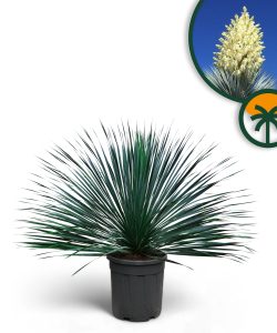Yucca Rostrata Blue Blue – Palmlellie – 100 cm – Plante résistante à l'hiver jusqu'à -20 °C – Idéal pour le jardin et la terrasse