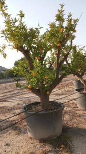 Oranger, ramifié, âgé de 50 ans – Citrus sinensis, circonférence du tronc 70-80 cm, hauteur 240 cm pot compris – Agrumier