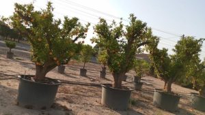 Oranger, ramifié, âgé de 50 ans – Citrus sinensis, circonférence du tronc 70-80 cm, hauteur 240 cm pot compris – Agrumier