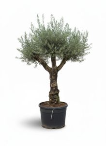 Olivier ramifié 'Olea Lechin' 240 cm, 80 ans, qualité A+, résistant à l'hiver jusqu'à -18 °C