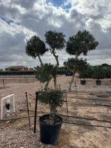 Pompon d'olivier Olea europaea – 20 ans, 220 cm de haut, résistant à l'hiver, sphérique