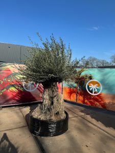Olivier Bonsai - Olea europaea - 300 ans - 240 cm