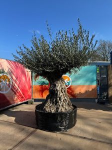 Olivier Bonsai - Olea europaea - 300 ans - 240 cm
