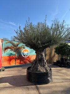 Olivier Bonsai - Olea europaea - 300 ans - 240 cm