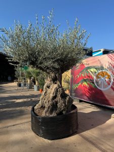 Olivier Bonsai - Olea europaea - 300 ans - 240 cm