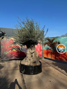 Olivier Bonsai - Olea europaea - 300 ans - 240 cm