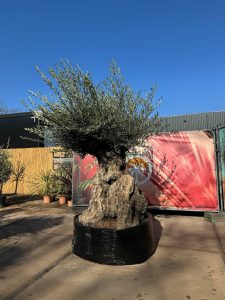 Olivier Bonsai - Olea europaea - 300 ans - 240 cm