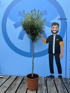 Olivier - Olea europaea - 10 ans - 160 cm