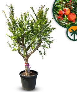 Grenadier XXL - Punica granatum - 220-240 cm