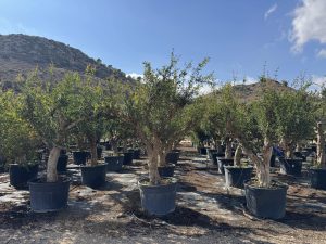 Grenadier XXL - Punica granatum - 220-240 cm