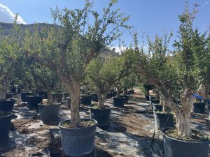 Grenadier XXL - Punica granatum - 220-240 cm