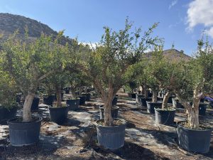 Grenadier XXL - Punica granatum - 220-240 cm