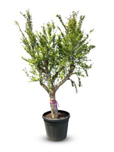 Grenadier XXL - Punica granatum - 220-240 cm