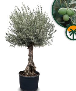 Olivier - Olea europaea - Bonsai - 240 cm - 80 ans