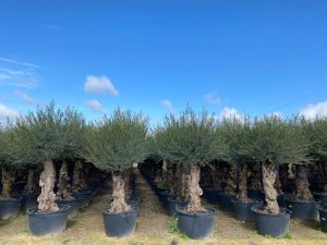 Olivier - Olea europaea - Bonsai - 240 cm - 80 ans