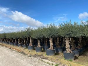 Olivier - Olea europaea - Bonsai - 240 cm - 80 ans