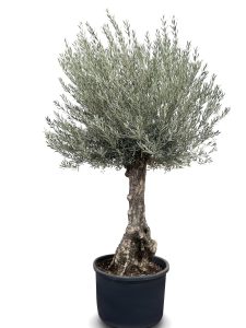 Olivier - Olea europaea - Bonsai - 240 cm - 80 ans