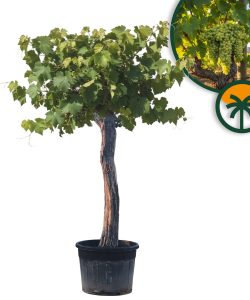 Vigne sur tige - Vitis vinifera XXL - 220 cm