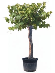 Vigne sur tige - Vitis vinifera XXL - 220 cm