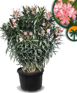 Laurier-rose rose - 220-240 cm