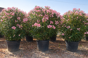 Laurier-rose rose - 220-240 cm