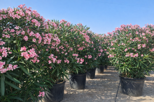 Laurier-rose rose - 220-240 cm