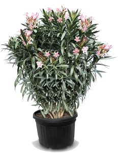 Laurier-rose rose - 220-240 cm