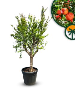 Grenadier - Punica granatum XL - 200 cm