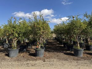 Grenadier - Punica granatum XL - 200 cm